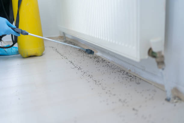 Best Ant Control Services  in USA